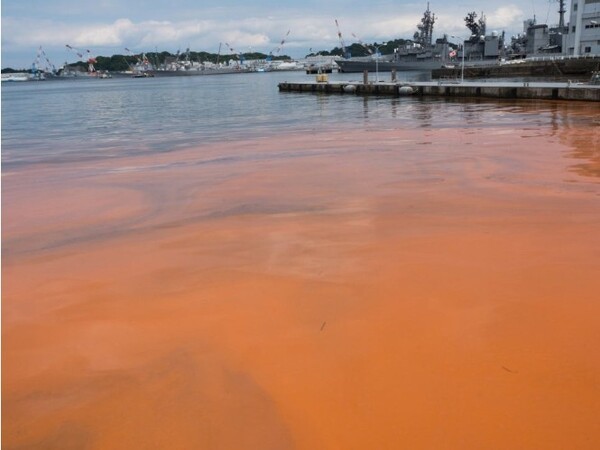 KCG to conduct aerial patrols against red tides, jellyfish amid high ...